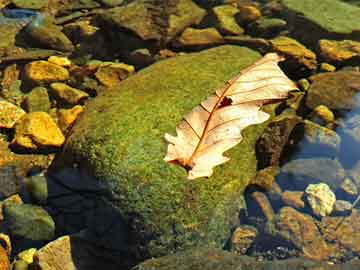 解“財(cái)連亨通步步高，日子紅人騰騰起”打一個(gè)生肖動(dòng)物